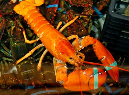 maine lobster